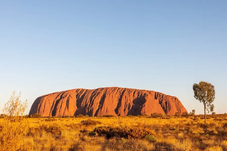 Uluru glowing orange in low golden light with spinifex grass in the foreground